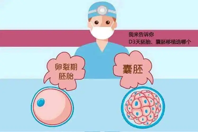 詳解試管嬰兒囊胚移植，成功率，著床時間與注意事項