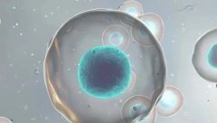 內(nèi)膜10mm移植成功率不可一概而論！囊胚、凍胚各不同