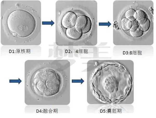 做三代試管囊胚多久可以移植？成功率高不高看這里你就清楚
