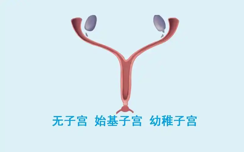 幼稚子宮可以懷孕生娃嗎?試管DY技術助力圓夢
