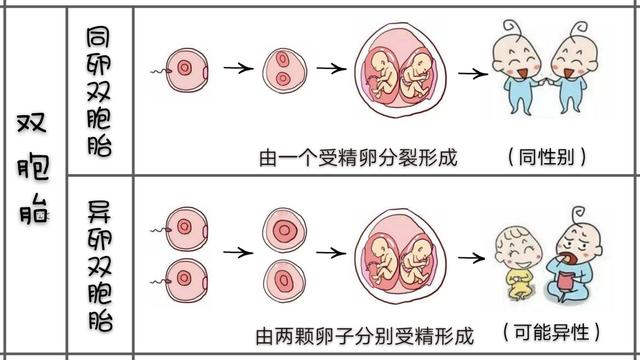 雙胞胎是怎么形成的?同卵雙胞胎形成原因?qū)⑼ㄟ^本文帶你弄清原理